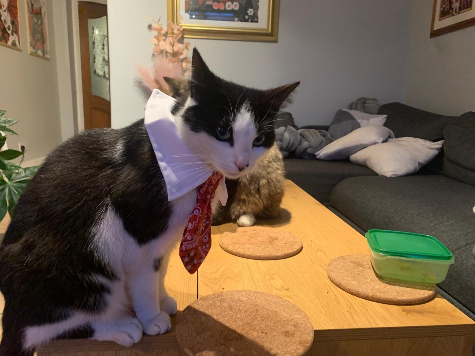 Wake Up With 2 Cats On Your Face 더블린 외부 사진