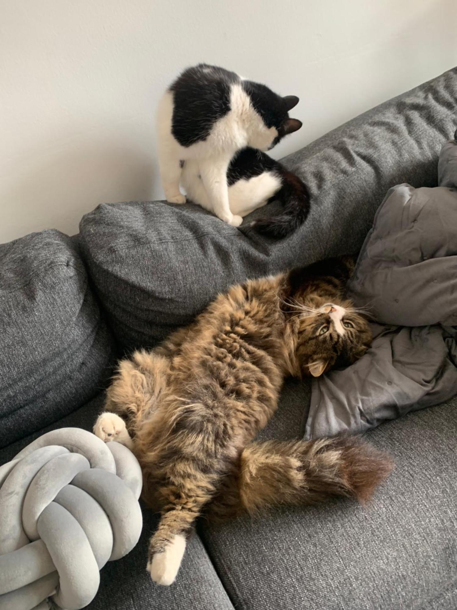 Wake Up With 2 Cats On Your Face 더블린 외부 사진