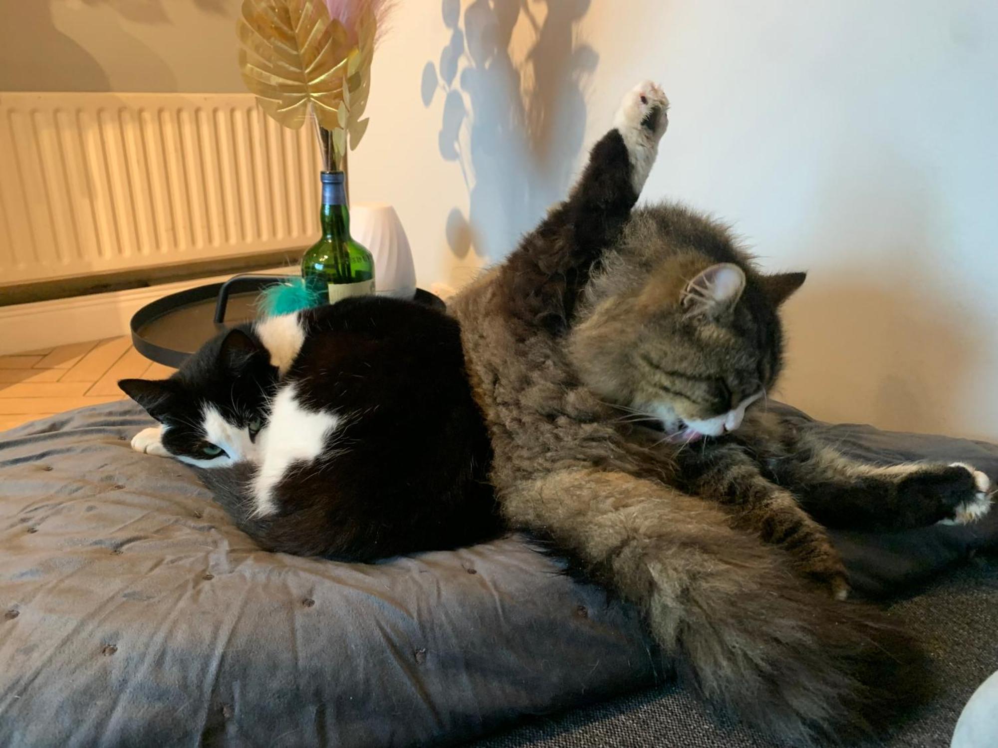 Wake Up With 2 Cats On Your Face 더블린 외부 사진